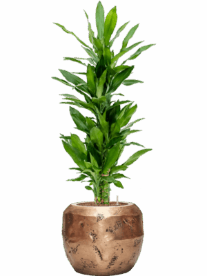 Dracaena Fragrans Burundii In Baq Opus Raw D 18 H 111 cm - PlantenShop24 - 05-05-2025