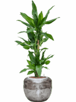 Dracaena Fragrans Burundii In Baq Opus Raw D 18 H 118 cm - PlantenShop24 - 05-05-2025