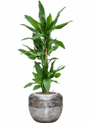 Dracaena Fragrans Burundii In Baq Opus Raw D 18 H 118 cm - PlantenShop24 - 05-05-2025