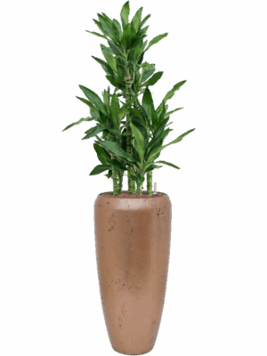 Dracaena Fragrans Burundii In Baq Opus Raw D 22 H 141 cm - PlantenShop24 - 19-05-2025