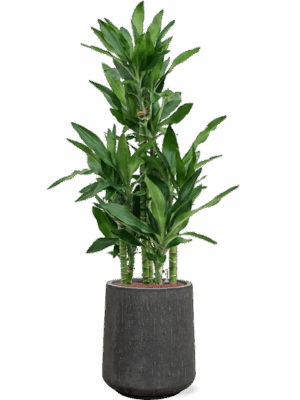 Dracaena Fragrans Burundii In Baq Raindrop D 22 H 139 cm - PlantenShop24 - 19-05-2025