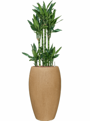 Dracaena Fragrans Burundii In Baq Raindrop D 25 H 134 cm - PlantenShop24 - 19-05-2025