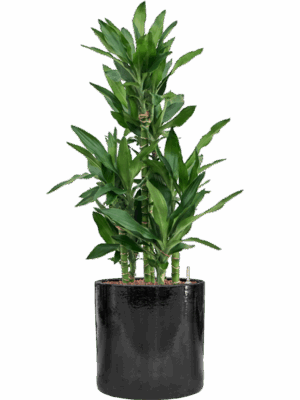 Dracaena Fragrans Burundii In Cylinder D 22 H 107 cm - PlantenShop24 - 19-05-2025