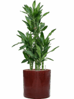 Dracaena Fragrans Burundii In Cylinder D 22 H 107 cm - PlantenShop24 - 19-05-2025