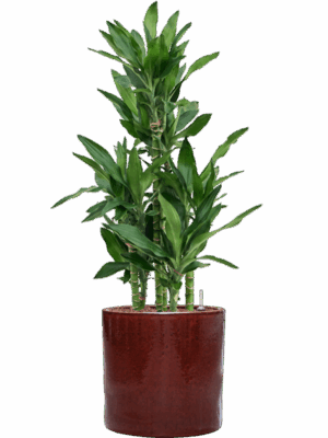 Dracaena Fragrans Burundii In Cylinder D 22 H 107 cm - PlantenShop24 - 19-05-2025