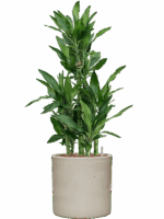 Dracaena Fragrans Burundii In Cylinder D 22 H 107 cm - PlantenShop24 - 27-05-2025