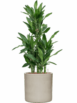 Dracaena Fragrans Burundii In Cylinder D 22 H 107 cm - PlantenShop24 - 27-05-2025