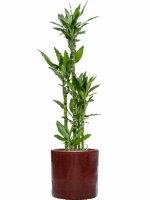 Dracaena Fragrans Burundii In Cylinder D 22 H 148 cm - PlantenShop24 - 19-05-2025