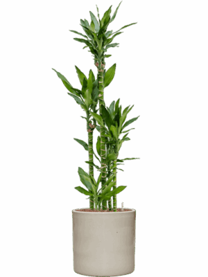 Dracaena Fragrans Burundii In Cylinder D 22 H 148 cm - PlantenShop24 - 27-05-2025