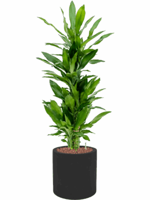 Dracaena Fragrans Burundii In Fiberstone D 18 H 110 cm - PlantenShop24 - 05-05-2025