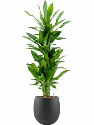 Dracaena Fragrans Burundii In Grigio D 18 H 128 cm - PlantenShop24 - 05-05-2025