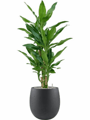 Dracaena Fragrans Burundii In Grigio D 19 H 108 cm - PlantenShop24 - 06-05-2025