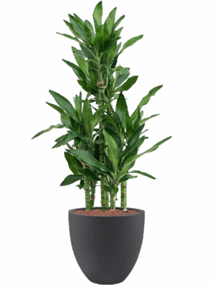 Dracaena Fragrans Burundii In Grigio D 22 H 105 cm - PlantenShop24 - 19-05-2025