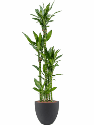 Dracaena Fragrans Burundii In Grigio D 22 H 146 cm - PlantenShop24 - 02-05-2025