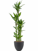 Dracaena Fragrans Burundii In Grigio D 22 H 146 cm - PlantenShop24 - 19-05-2025