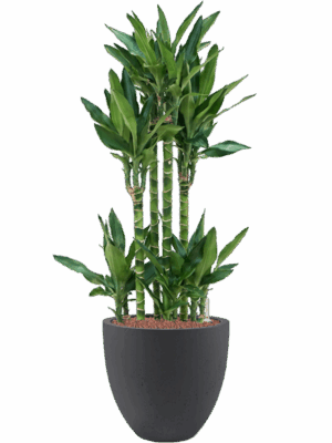Dracaena Fragrans Burundii In Grigio D 25 H 102 cm - PlantenShop24 - 19-05-2025