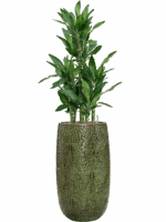 Dracaena Fragrans Burundii In Marly D 22 H 140 cm - PlantenShop24 - 19-05-2025