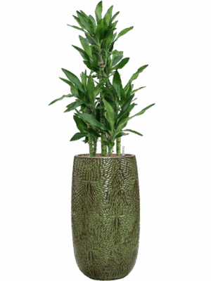 Dracaena Fragrans Burundii In Marly D 22 H 140 cm - PlantenShop24 - 19-05-2025