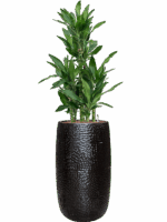 Dracaena Fragrans Burundii In Marly D 22 H 140 cm - PlantenShop24 - 19-05-2025