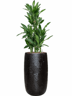 Dracaena Fragrans Burundii In Marly D 22 H 140 cm - PlantenShop24 - 19-05-2025