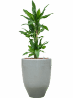 Dracaena Fragrans Burundii In One And Only D 18 H 121 cm - PlantenShop24 - 05-05-2025
