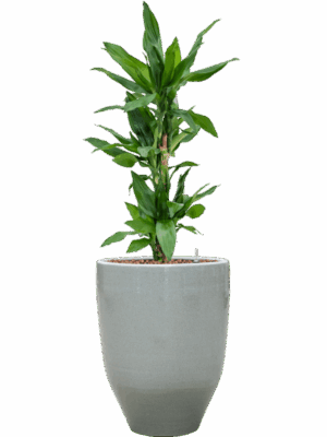 Dracaena Fragrans Burundii In One And Only D 18 H 121 cm - PlantenShop24 - 05-05-2025