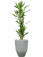 Dracaena Fragrans Burundii In One And Only D 27 H 164 cm - PlantenShop24 - 09-05-2025