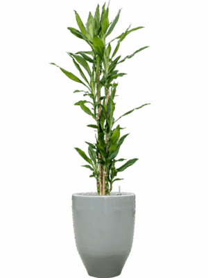 Dracaena Fragrans Burundii In One And Only D 27 H 164 cm - PlantenShop24 - 09-05-2025