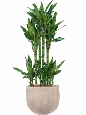 Dracaena Fragrans Burundii In Terra Cotta Omar D 25 H 131 cm - PlantenShop24 - 19-05-2025