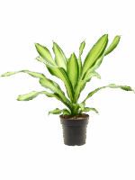 Dracaena Fragrans Charley D 19 H 60 cm - PlantenShop24 - 07-05-2025