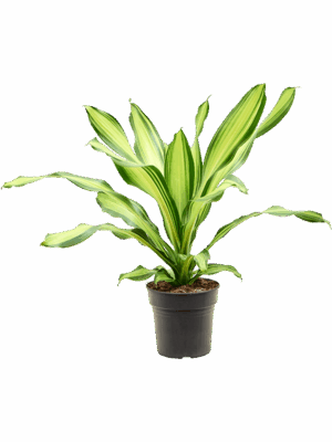 Dracaena Fragrans Charley D 19 H 60 cm - PlantenShop24 - 07-05-2025