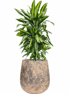 Dracaena Fragrans Cintho In Baq Atlas D 24 H 107 cm - PlantenShop24 - 19-05-2025