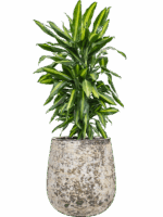 Dracaena Fragrans Cintho In Baq Atlas D 24 H 107 cm - PlantenShop24 - 19-05-2025