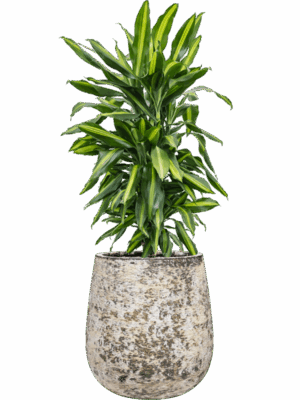 Dracaena Fragrans Cintho In Baq Atlas D 24 H 107 cm - PlantenShop24 - 19-05-2025