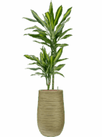 Dracaena Fragrans Cintho In Baq Dune D 15 H 115 cm - PlantenShop24 - 30-04-2025