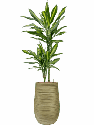 Dracaena Fragrans Cintho In Baq Dune D 15 H 115 cm - PlantenShop24 - 30-04-2025