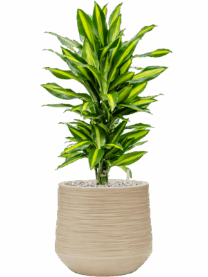 Dracaena Fragrans Cintho In Baq Dune D 21 H 74 cm - PlantenShop24 - 20-05-2025