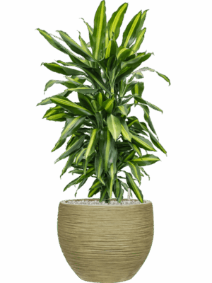 Dracaena Fragrans Cintho In Baq Dune D 24 H 97 cm - PlantenShop24 - 26-05-2025