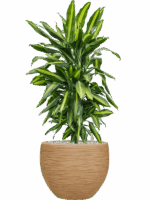 Dracaena Fragrans Cintho In Baq Dune D 24 H 97 cm - PlantenShop24 - 26-05-2025