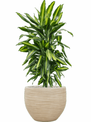 Dracaena Fragrans Cintho In Baq Dune D 24 H 97 cm - PlantenShop24 - 26-05-2025
