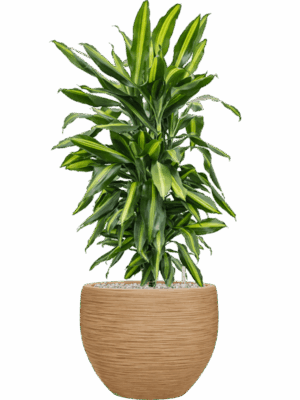 Dracaena Fragrans Cintho In Baq Dune D 24 H 97 cm - PlantenShop24 - 26-05-2025