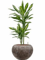 Dracaena Fragrans Cintho In Baq Luxe Lite Universe D 15 H 101 cm - PlantenShop24 - 30-04-2025