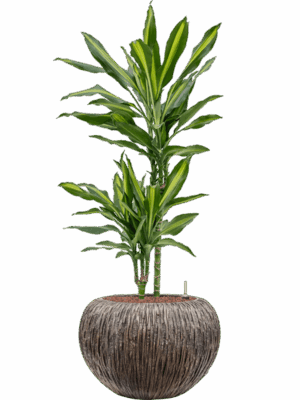Dracaena Fragrans Cintho In Baq Luxe Lite Universe D 15 H 101 cm - PlantenShop24 - 30-04-2025