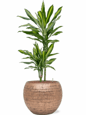 Dracaena Fragrans Cintho In Baq Opus Hammered D 15 H 106 cm - PlantenShop24 - 30-04-2025
