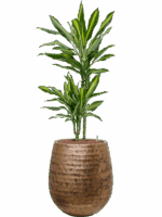 Dracaena Fragrans Cintho In Baq Opus Hammered D 15 H 116 cm - PlantenShop24 - 30-04-2025