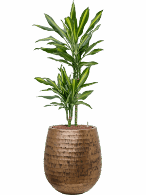 Dracaena Fragrans Cintho In Baq Opus Hammered D 15 H 116 cm - PlantenShop24 - 30-04-2025