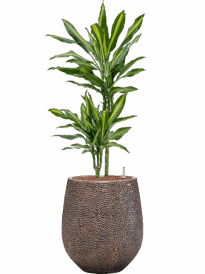 Dracaena Fragrans Cintho In Baq Opus Hit D 15 H 116 cm - PlantenShop24 - 30-04-2025
