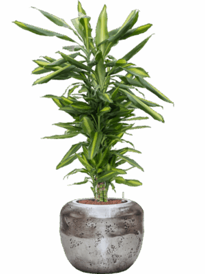 Dracaena Fragrans Cintho In Baq Opus Raw D 18 H 108 cm - PlantenShop24 - 02-05-2025