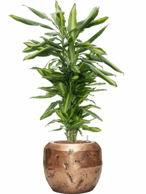 Dracaena Fragrans Cintho In Baq Opus Raw D 18 H 108 cm - PlantenShop24 - 02-05-2025