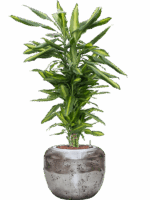 Dracaena Fragrans Cintho In Baq Opus Raw D 18 H 108 cm - PlantenShop24 - 20-05-2025
